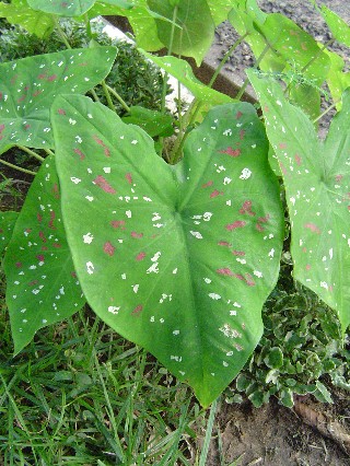 Beautiful Leaves